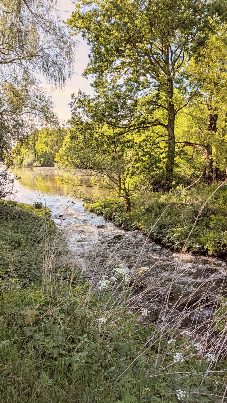 serene riverbank in meppen germany